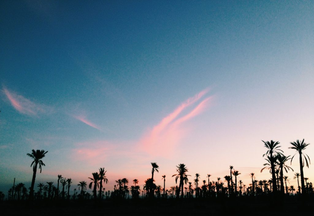 Palmtrees in Marrakech
