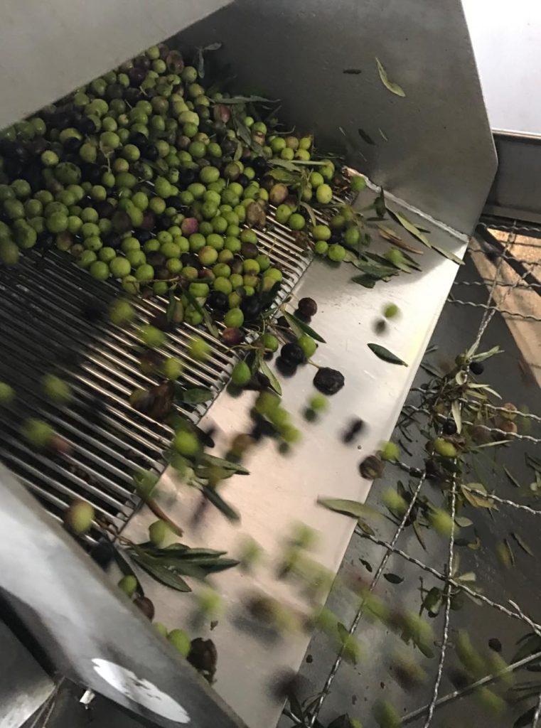 Olives pressing