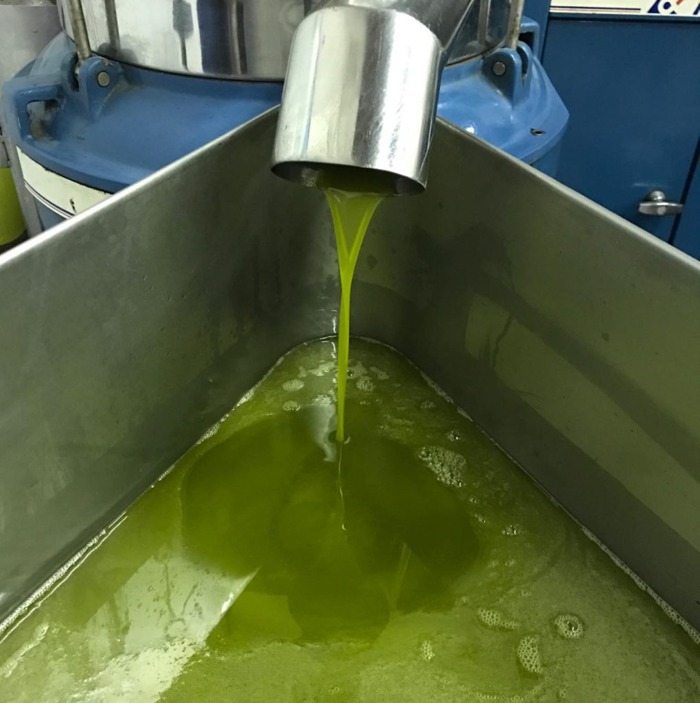 Freshly pressed olive oil Caltagirone