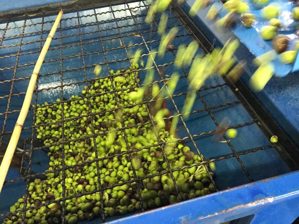 Olives pressing caltagirone