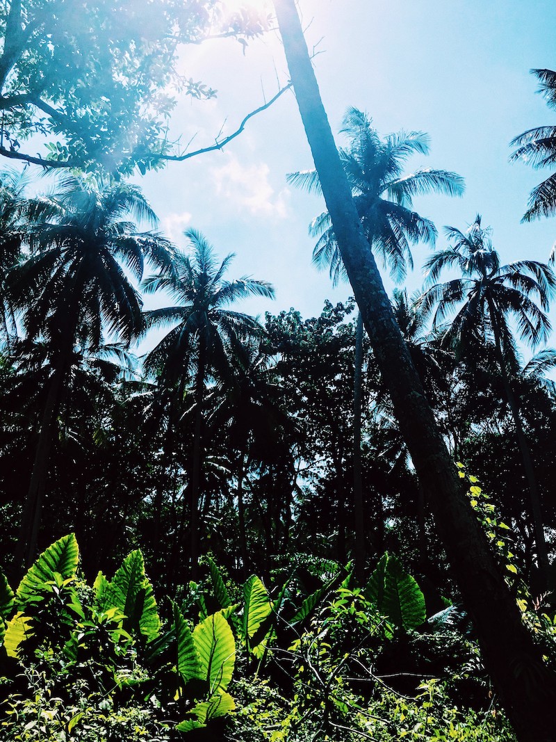 Jungle Koh Lanta