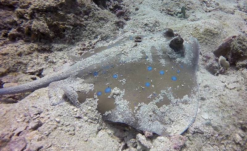 Bluespotted stingray