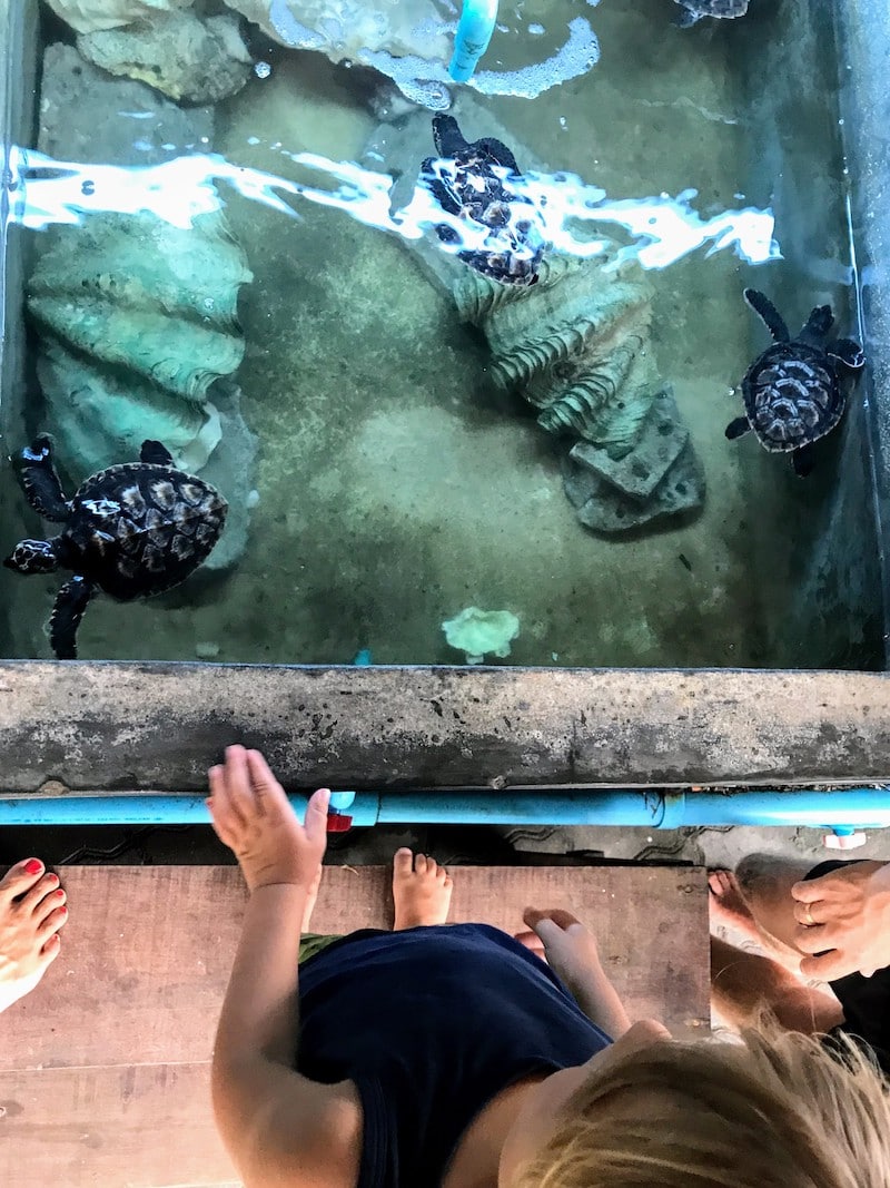 Sea turtles at Koh Tao