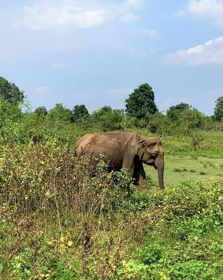 Elephant in Udawalawe National Parkk