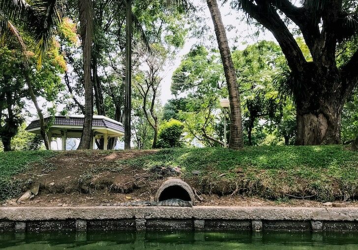 Water monitor Lizards in Bangkok