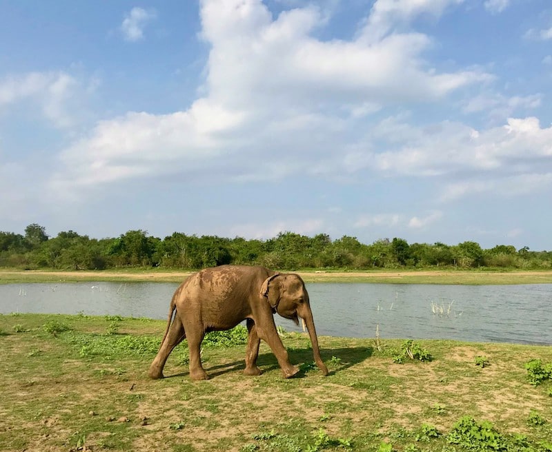 Elephant in Udawalawe