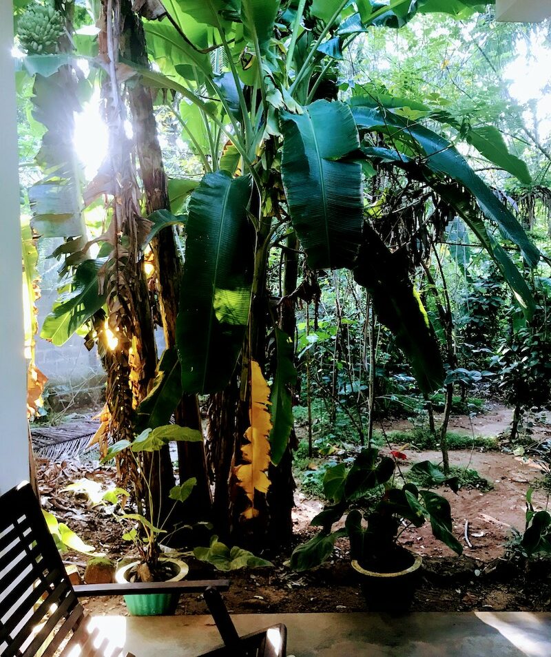 Green palms trees