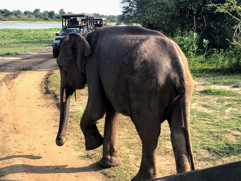 Elephant in Udawalawe Sri Lanka