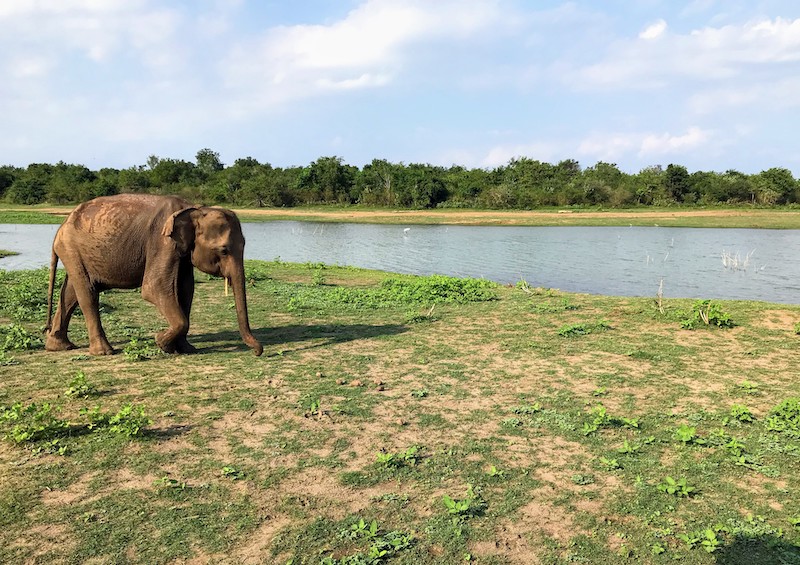 Elephant in Udawalawe park