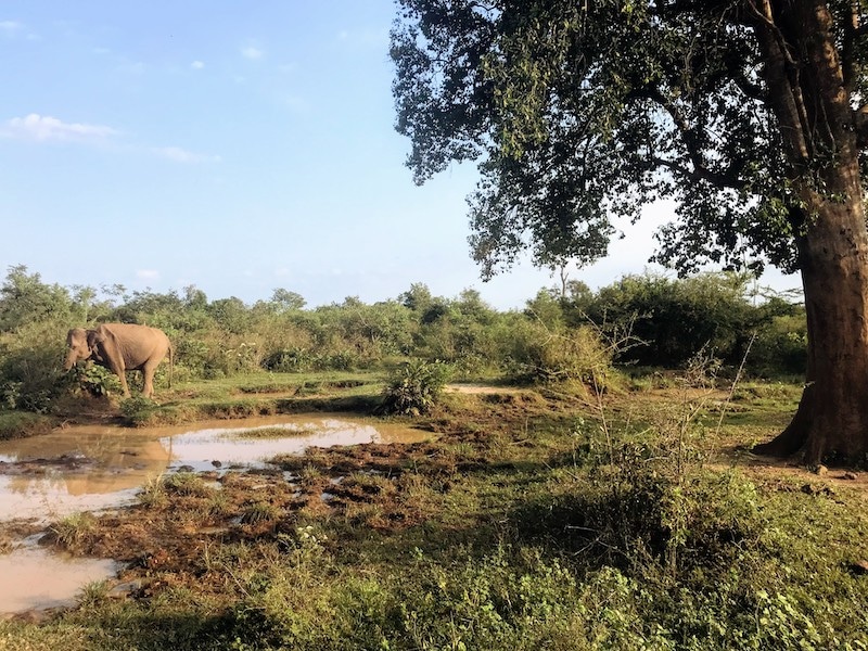 Elephant Safari Sri Lanka