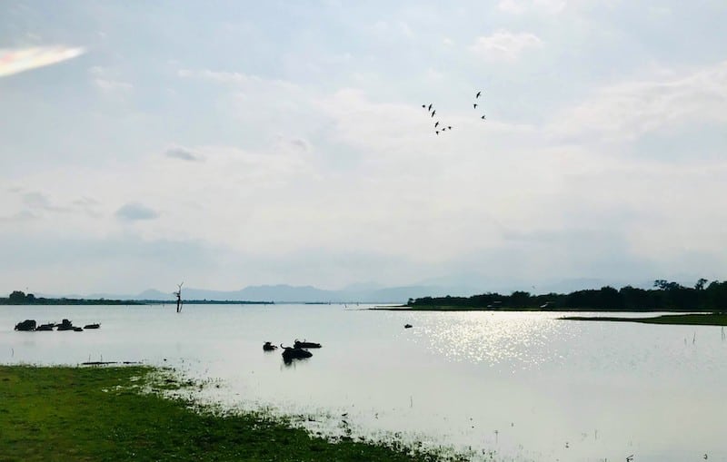 Lake in Udawalawe with Water buffalos
