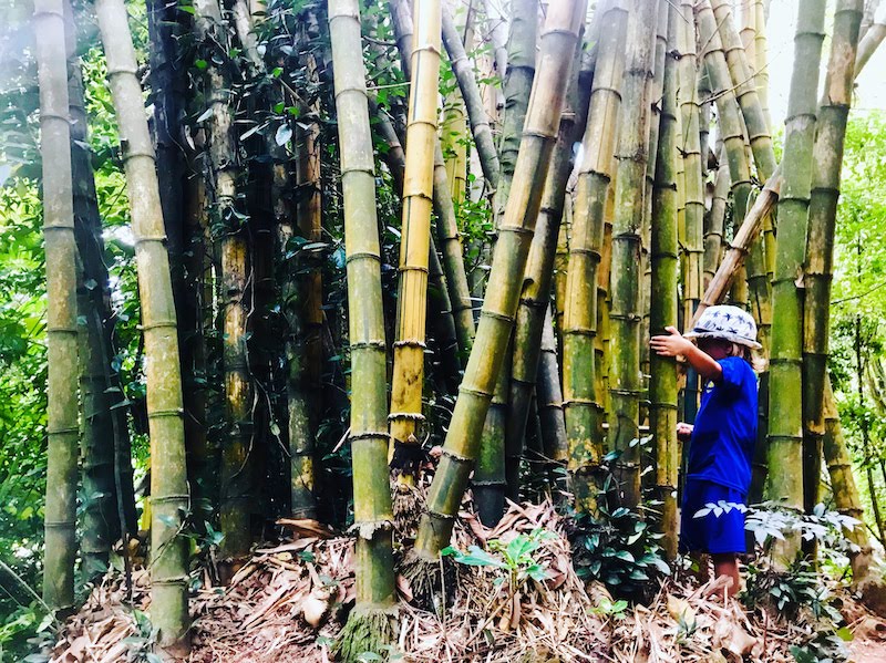 Bamboo in Kuala Lumpur Eco forest