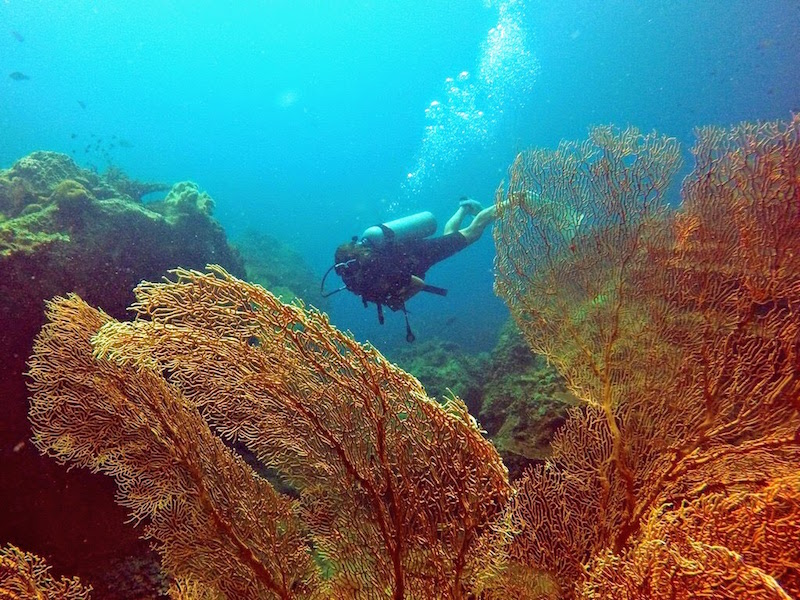 Diving betweeen huge Sea Fans