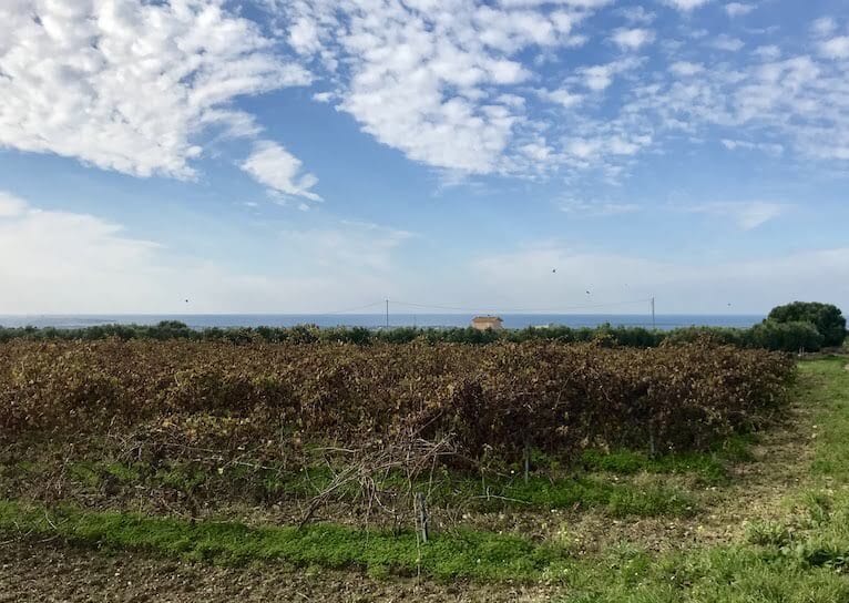 Wine fields around Marsala